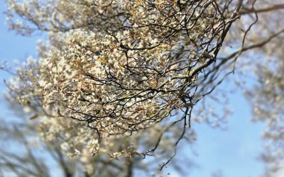 Lente in het Oosten en Westen